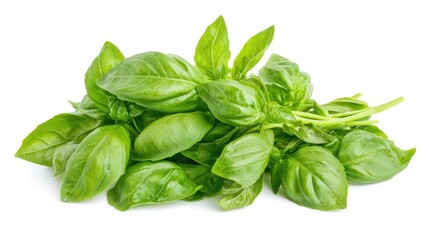 Fototapeta premium A bunch of fresh basil isolated on a white background, emphasizing its aromatic nature.