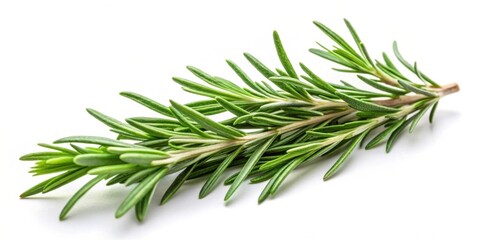 Green rosemary branch isolated on white background, rosemary, herb, plant, isolated, fresh, organic, ingredient, culinary