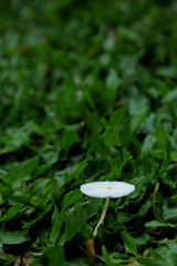 a white mushroom tree with umbrella-like leaves