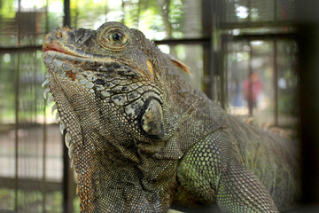 an iguana with exotic skin, detailed with natural ornaments
