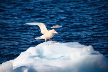 Ilulissat, Greenland, is about to enter a cold winter