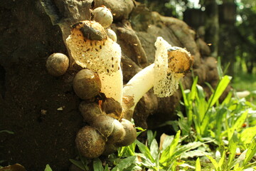 mushroom trees interspersed with fallen tree trunks
