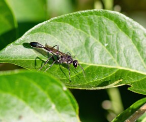 Wasp