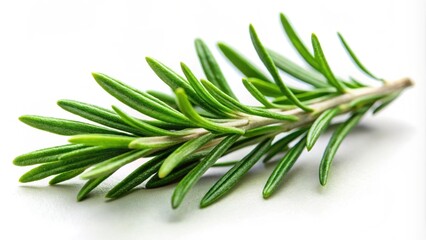 Fototapeta premium Close-up of a branch of green rosemary isolate, rosemary, herb, aromatic, plant, isolated, green, branch, natural, ingredient