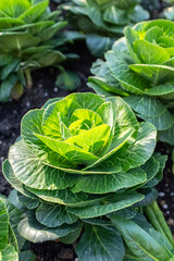 Green kale in the flower bed