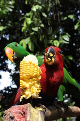 a pair of macaws are eating corn