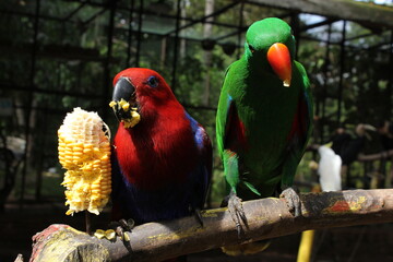 a pair of macaws are eating corn