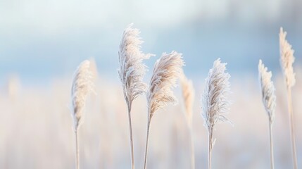 A serene image of frost-covered plants in soft focus, creating a tranquil winter landscape