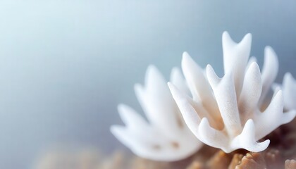Fototapeta premium Close-up view of soft white coral shapes, delicately rising from a rock, emphasizing underwater biodiversity and elegance