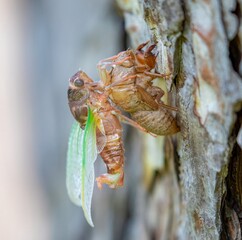 Cicadas