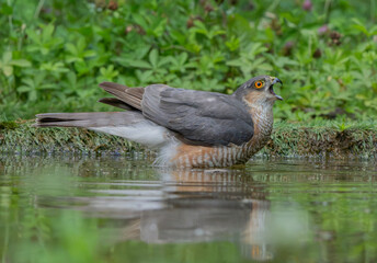 Sparviere (Accipiter nisus)