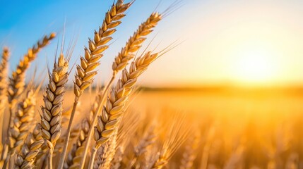Fototapeta premium Golden wheat field under a bright sunrise, showcasing nature's abundance and beauty.