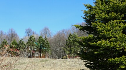 hidden behind trees brown isolated house or cottage visible through pine branches, private residential building in pine forest, chalet or cabin among trees