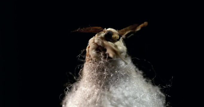 Mulberry silk moth - Bombyx emerging from its cocoon, close-up, detail
