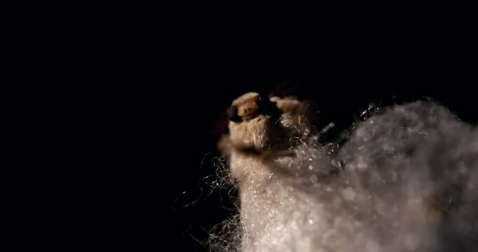Mulberry silk moth - Bombyx emerging from its cocoon, close-up, detail