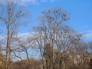 Leafless trees against a blue sky with a few clouds. Many birds, possibly crows, perched on branches, creating a contrast with the empty trees.