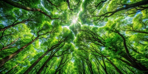 Lush green tree canopy in a dense forest, trees, nature, greenery, foliage, branches, leaves, forest, canopy, lush