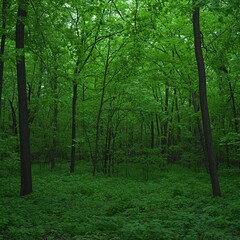 Obraz premium Deep Emerald Canopy A Tranquil Forest Scene in Lush Green