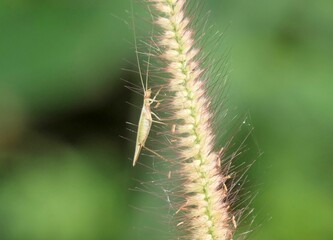 Green insect on feathery plant