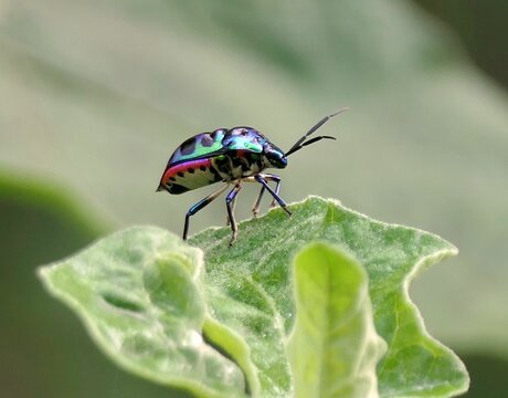 Colorful beetle on green leaf