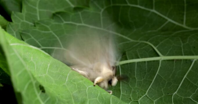 Silk moth head, extreme closeup, Bombyx mori