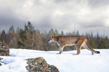 Cougar or Mountain lion (Puma concolor) walking on top of rocky mountain in the winter snow  © Jim Cumming
