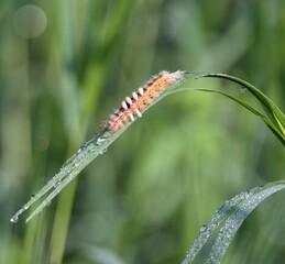 Caterpillar on Dewy Grass