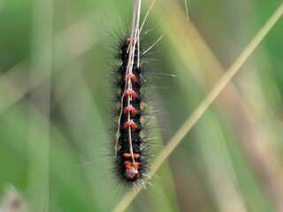 Close-up of a hairy caterpillar with orange markings