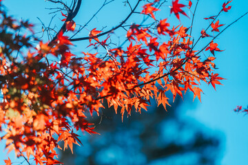 石山寺の紅葉