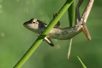 Lizard perched on a green stem.