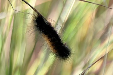 Fuzzy black and orange caterpillar on grass.