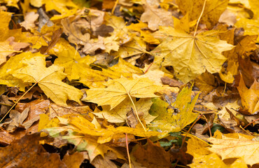 Fallen leaves in vibrant shades of yellow blanket the forest floor, creating a picturesque autumn landscape. Sunlight filters through the trees, enhancing the colors.