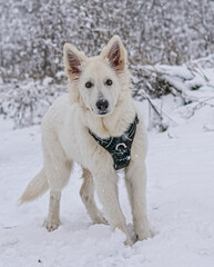 Chien blanc dans la neige qui regarde en face de lui