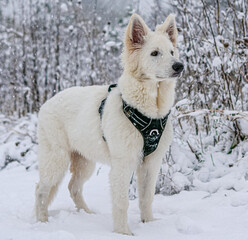 Chien qui regarde au loin dans la forêt sous la neige 