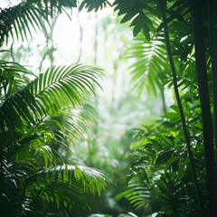 Lush Tropical Rainforest Canopy Sunlight Dappled Leaves
