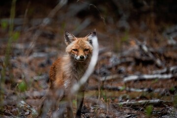 Red fox walking through woods