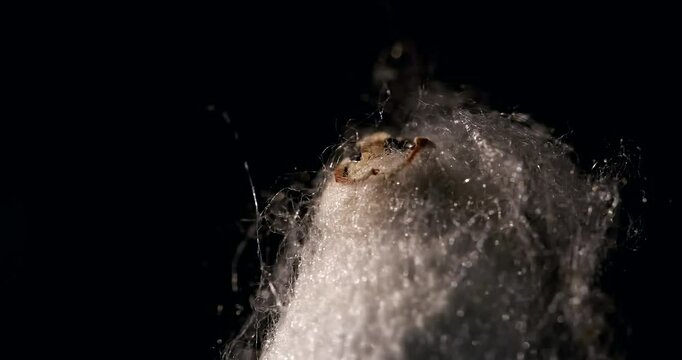 Mulberry silk moth - Bombyx emerging from its cocoon, close-up, detail