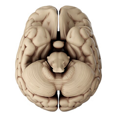 3d render of human brain isolated on transparent background