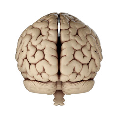 3d render of human brain isolated on transparent background