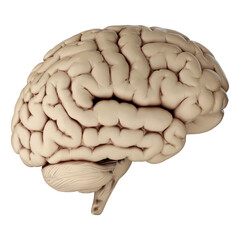 3d render of human brain isolated on transparent background