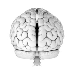 3d render of human brain isolated on transparent background