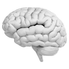 3d render of human brain isolated on transparent background