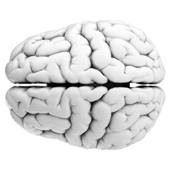 3d render of human brain isolated on transparent background