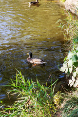 A cheerful group of ducks is gracefully swimming in a serene pond