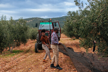 Farmers harvesting olives using nets and tractor in orchard