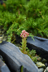 A Delicate Pink Flower Gracefully Positioned Among Natural Stones in a Scenic Landscape
