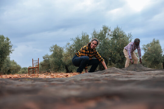 Farmers harvesting olives in olive grove with nets