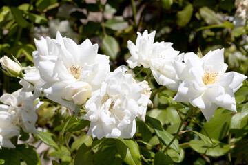 Elegant white roses in the garden, captured close-up with delicate petals and soft hues. The composition symbolizes sophistication, love and the eternal charm of natural beauty.
