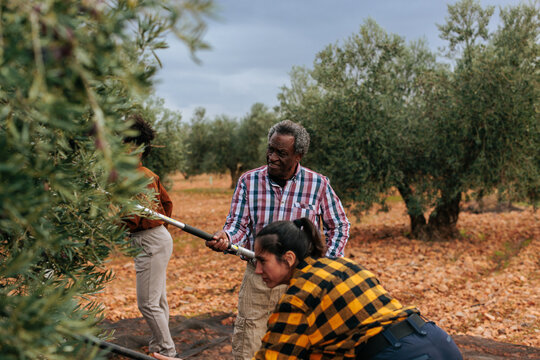 Farmers harvesting olives in olive grove using a vibrating rake