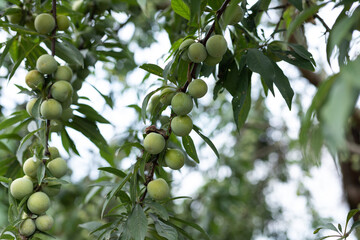 Plum fruit on a branch
